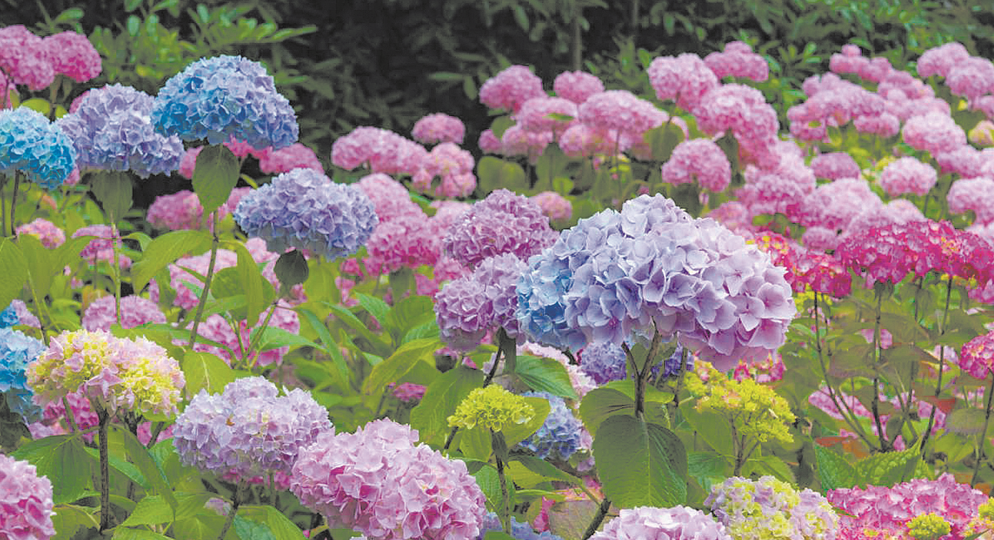 Jardín: hortensias y azaleas, una opción colorida