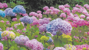 Jardín: hortensias y azaleas, una opción colorida