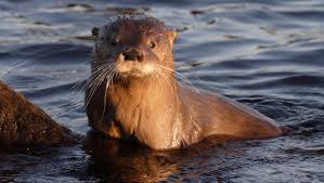 Llega un documental para conocer al huillín