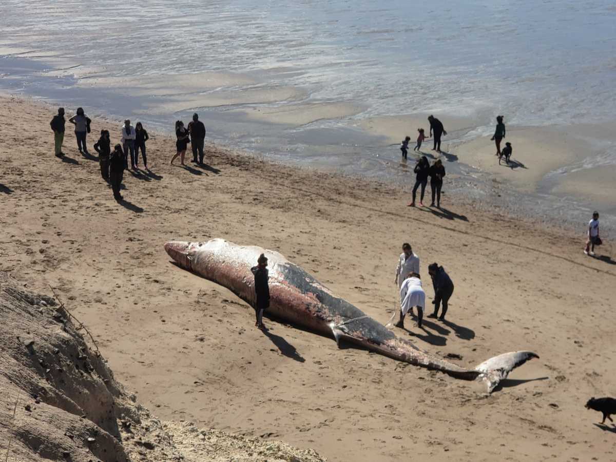 Un ejemplar de ballena sei,  apareció muerta esta mañana en la costa de Las Grutas, entre la tercera y la cuarta bajada. Foto Martín Brunella 