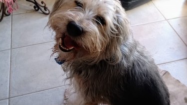 Hoy saludamos a las compañeras de Ana y su familia. Acordate! Podes presentarnos a tu mascota en redes.-