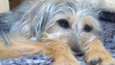 Hoy saludamos las compañeras de Ana y su familia. Acordate! Podes presentarnos a tu mascota en redes.-