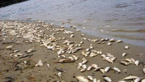 Investigan mortandad de peces en el río Bermejo en Salta