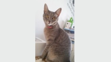 Hoy saludamos a Pochi, una de las compañías de Carla. Acordate! Podes presentarnos a tu mascota en redes.