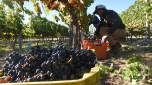 Estudian instalar una bodega en Casa de Piedra