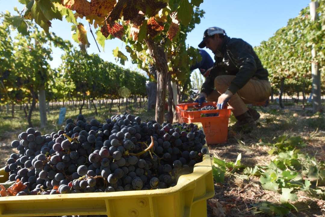 Bodegas privadas proyectan duplicar su producci&oacute;n en Casa de Piedra tras una vendimia inicial positiva