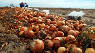La cebolla se produce en el IDEVI.
foto : Marcelo Ochoa