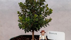 Jardín: ¿Te animás con los bonsái y kokedamas?