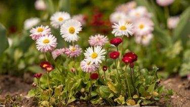 Jardín: Color, textura y fragancia para crear nuestro propio oasis