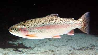 Comer pescados que no estén bien cocidos puede generar una enfermedad que produce dolor o molestia abdominal, diarrea, debilidad y pérdida de peso como síntomas.
