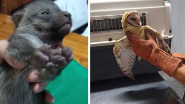 Los animales se encuentran estables y en buen estado de salud. Foto: gentileza Somos Jujuy.