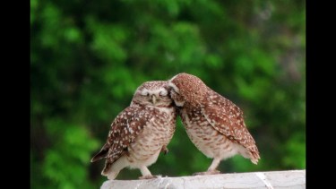 Roca. Pareja de búhos y “el amor”. María Villar 