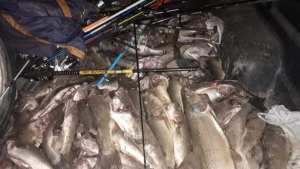 Descubrieron a furtivos con más de 150 truchas y percas cerca de Picún