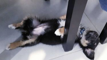 Hoy saludamos a Milo, que arranca la semana como nosotros. Acordate! Podes presentarnos a tu mascota en redes.-