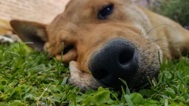 Hoy saludamos a Bruno, de Plottier, que siempre le cuesta arrancar a la mañana. ¡Acordate! Podés presentarnos a tu mascota a través de redes sociales.-