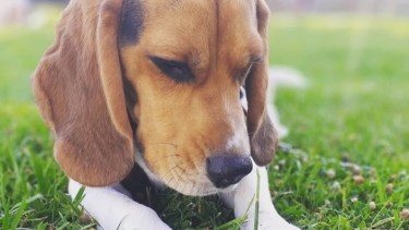 Hoy saludamos a Ciro, que disfruta de la jornada soleada. Acordate! Podes presentarnos a tu mascota en redes.-