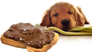 Por qué el chocolate es tan dañino para los perros