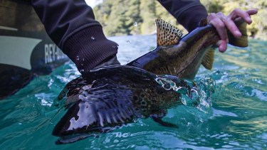 Pesca: mirá esta trucha marrón en el lago Logog, para ir calentando motores