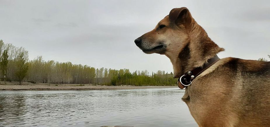 Hoy saludamos Atoq, que anduvo de visita por Neuquén y es fanático del río Limay. Su nombre significa "zorro" en quechua. ¡Acordate! Podes presentarnos a tu mascota en redes sociales.-