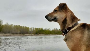 Hoy saludamos Atoq, que anduvo de visita por Neuquén y es fanático del río Limay. Su nombre significa "zorro" en quechua. ¡Acordate! Podes presentarnos a tu mascota en redes sociales.-