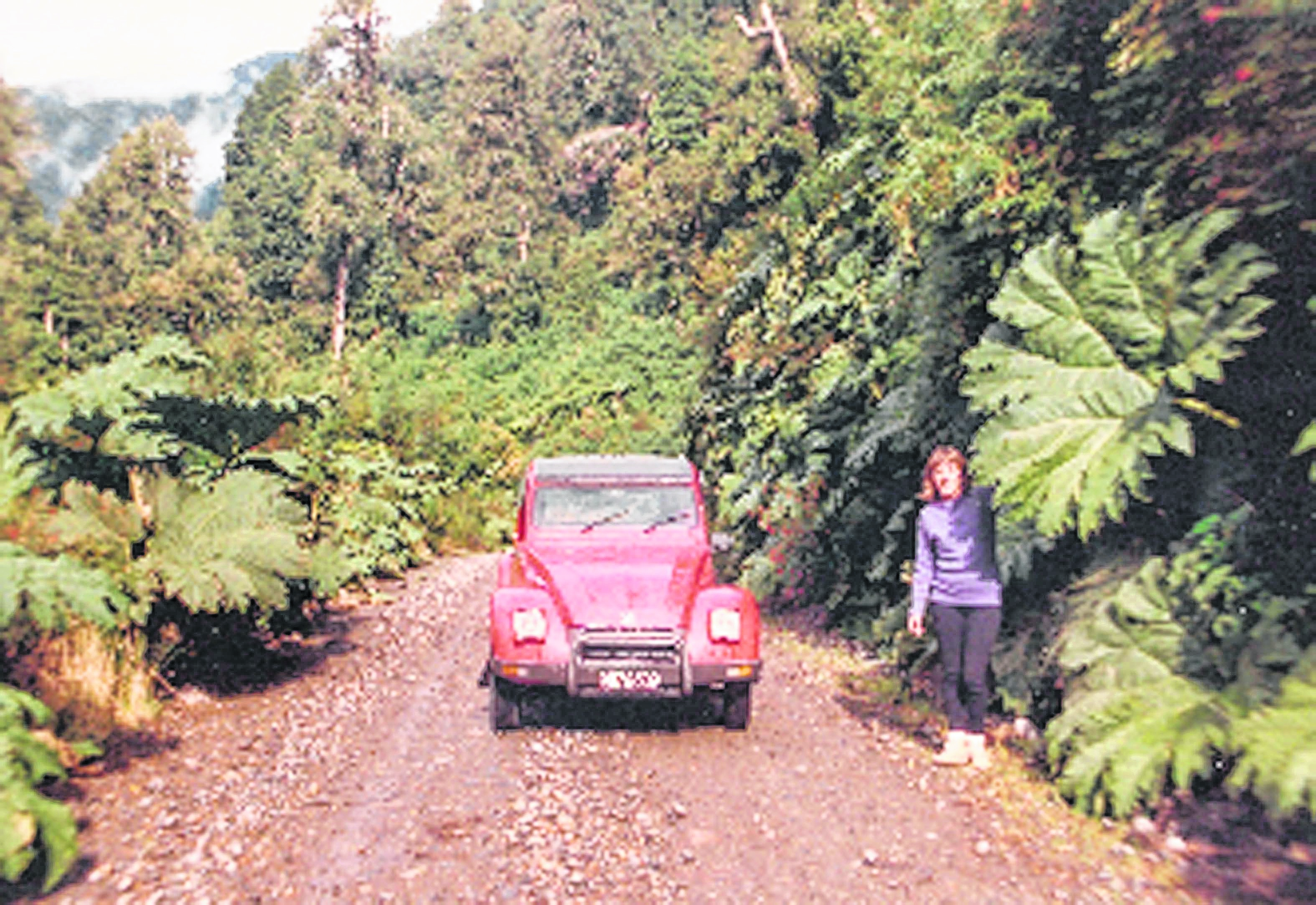 Camino enripiado entre nalcas y bosque valdiviano.