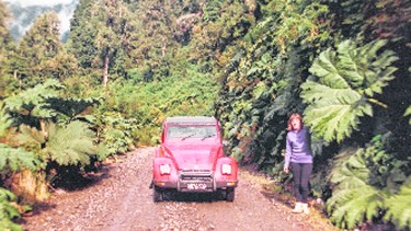 Camino enripiado entre nalcas y bosque valdiviano.