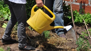 Huertas en otoño-invierno: ¿Qué podés producir?