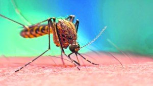 Aunque el Covid siga presente, no hay que olvidarse del dengue