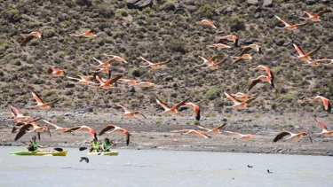 Kayaquismo y avistaje en simultáneo en una de las tantas lagunas de la región Sur.