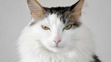 Hoy saludamos a Lola, que no pasa desapercibida. ¡Acordate! Podés presentarnos a tu mascota a través de redes sociales.-