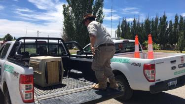Un cóndor y un águila que estaban heridos fueron rescatados en Neuquén