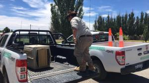 Un cóndor y un águila que estaban heridos fueron rescatados en Neuquén