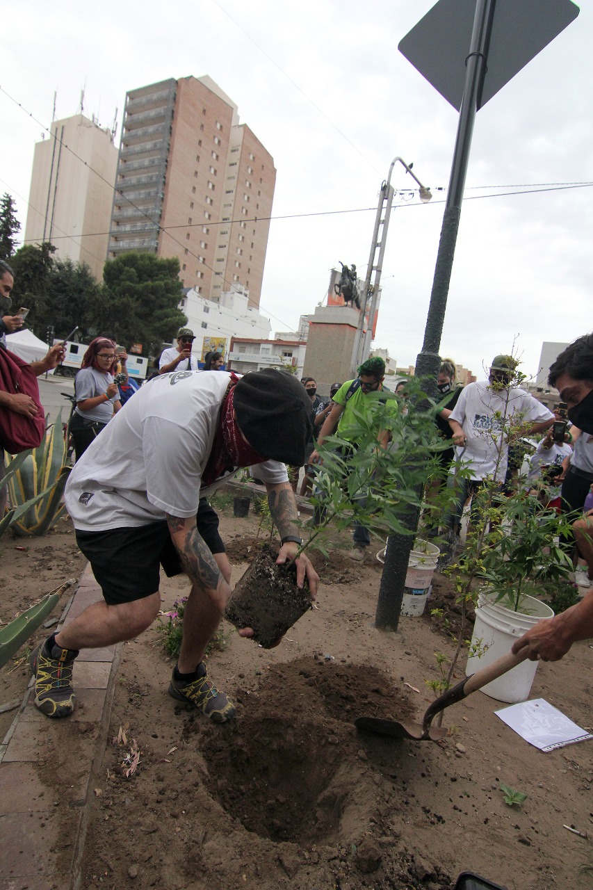 Tras la marcha nacional de la marihuana, en Neuquén, se plantaron cinco plantas en la diagonal 25 de Mayo. Foto: Oscar Livera.