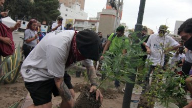 Tras la marcha nacional de la marihuana, en Neuquén, se plantaron cinco plantas en la diagonal 25 de Mayo. Foto: Oscar Livera.