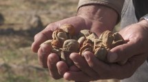 Imagen de Los frutos secos se posicionan en los valles norpatagónicos