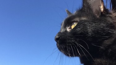 Hoy saludamos a Bagheera y a Luna, parte de la familia de Katia.  ¡Acordate! Podes presentarnos a tu mascota en redes sociales.-