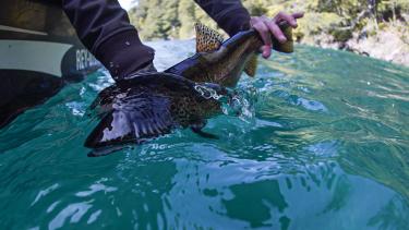 Devolución de una trucha marrón pescada en octubre en el lago Lolog, a 12 km de San Martín de los Andes. Foto: Fer Natalucci.