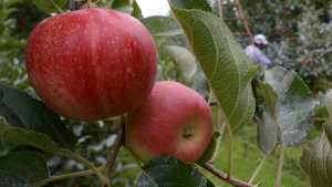 Grave: se perdieron 220 millones de kilos de peras y manzanas en la presente temporada
