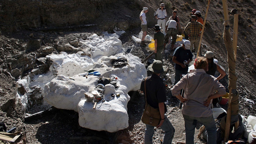 El descubrimiento del cráneo y cientos de huesos fue en 2008, y los trabajos de campo comenzaron a realizarse en 2010.