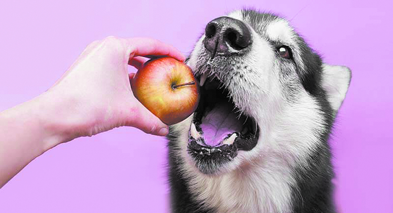 Can Dog Eat Apple