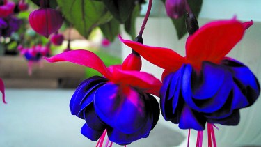 La maravilla de los colores que traen las aljabas