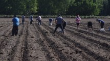 Imagen de Así avanza la granja autosustentable de los trabajadores de la Cooperativa JJ Gómez, en Roca