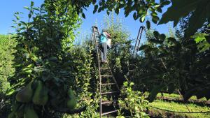 Quieren saber cómo es el ingreso de trabajadores golondrinas a Neuquén