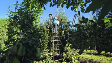 Los trabajadores golondrina realizan tareas de cosecha.  Foto: Archivo
