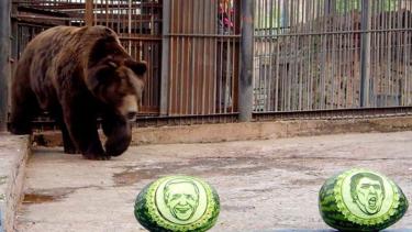 El oso Buyan fue uno de los que eligió a su candidato, tallado en una sandía.-