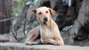 Qué hacer en caso de envenenamiento animal