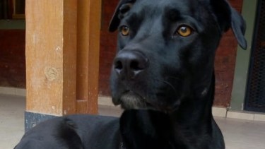 Hoy saludamos a Sout, parte de la familia de Julián. ¡Acordate! Podes presentarnos a tu mascota en redes sociales.