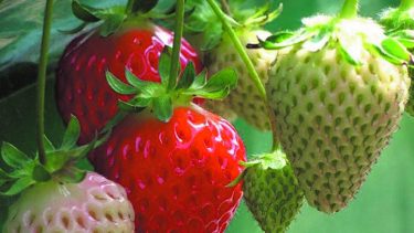 Las condiciones climáticas en Neuquén, le otorgan una calidad diferencial a la frutilla. Foto: Archivo.