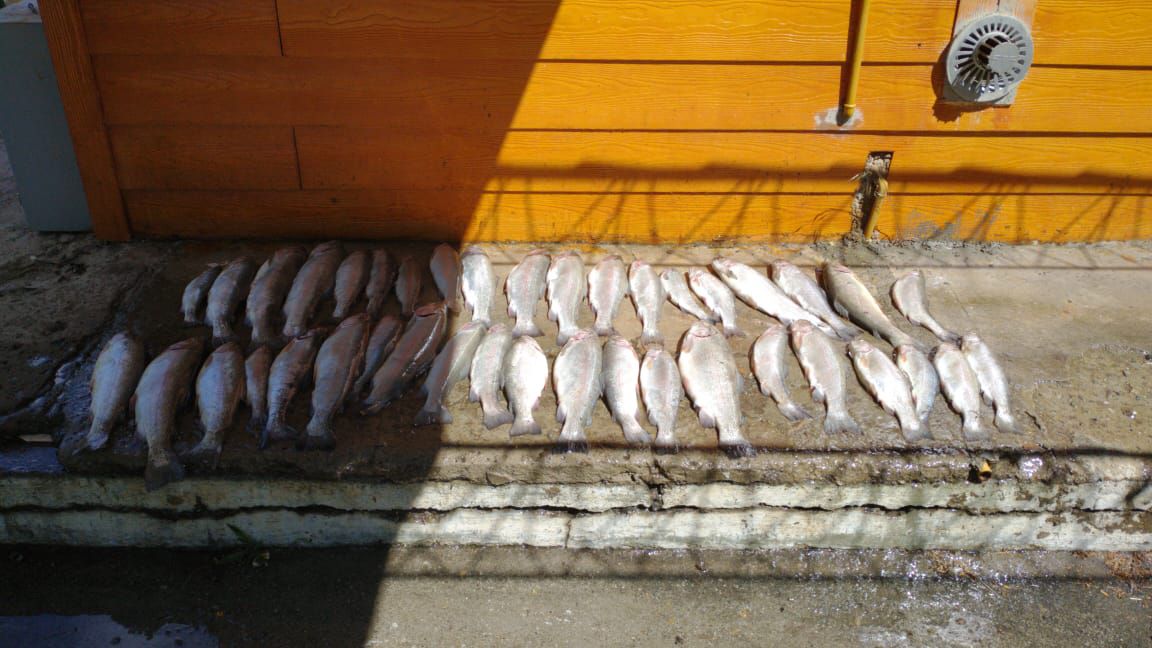 Cuatro hombres fueron detenidos cuando intentaban robar 50 kilos de pescados de una piscicultura en Villa Traful. (Foto: Gentileza Diario Andino).