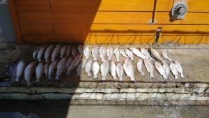 Los atraparon intentando robar pescados de una piscicultura de Traful
